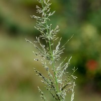 Garnotia exaristata Gould